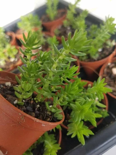 Crassula Schimperi Lizard's Tail Plant - Succulent - Drought Tolerant - Full Sun - Indoor/Outdoor Plant