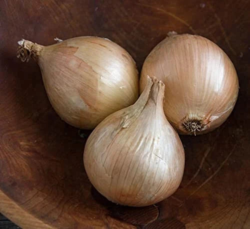 Ailsa Craig Onion Seeds - 500+ Count - Heirloom Garden Seeds - Allium cepa - USA