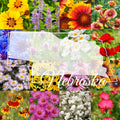 Eastern Nebraska Wildflower Seed Mix 1/2LB - Covers 2,000 sq ft - Native Flowers for Pollinators and Wildlife