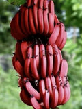 Cuban Red Banana Plant - Live Plant - Red Dacca - Tropical Fruit Plant (Musa acuminata)