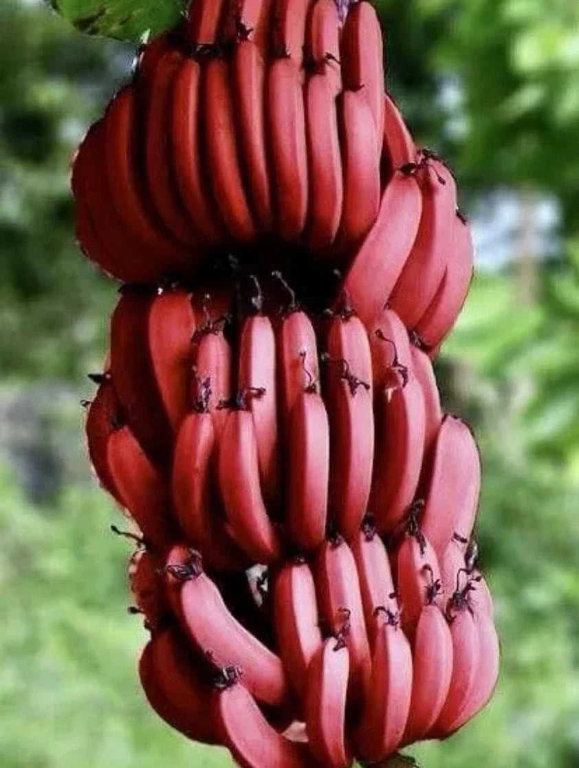 Cuban Red Banana Plant - Live Plant - Red Dacca - Tropical Fruit Plant (Musa acuminata)