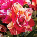 Daring Spirit Hybrid Tea Rose Cuttings, 5-8" Long, Unrooted Fresh Cuttings, Rosa Hybrid