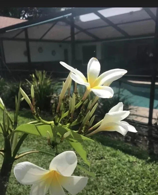 Plumeria Cutting - White Yellow Variety - Frangipani - Florida Grown