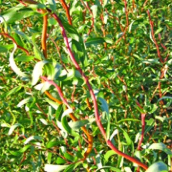 Scarlet Curls Willow Live Plant 12+ Inches Salix Matsudana x S. Alba Ornamental Curly Branches Golden Bark