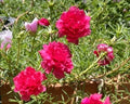 Hot Pink Double Massive Bloom Cuttings - Portulaca Moss Rose - Fresh Cuttings - US Seller