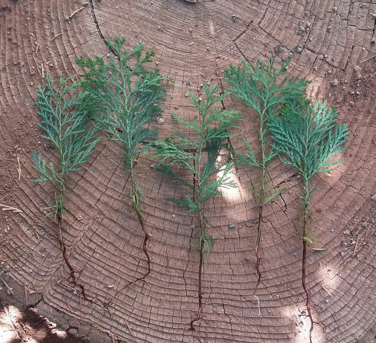 Incense Cedar Tree Seedlings - 5 Pack Live Bare Root Plants - Calocedrus decurrens