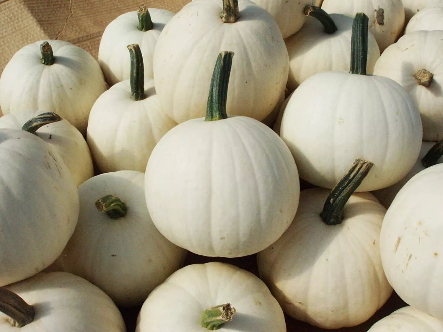 Snowball Pumpkin Seeds 10 Pack for Planting White Pumpkins (Cucurbita pepo) - 2 Pound Size