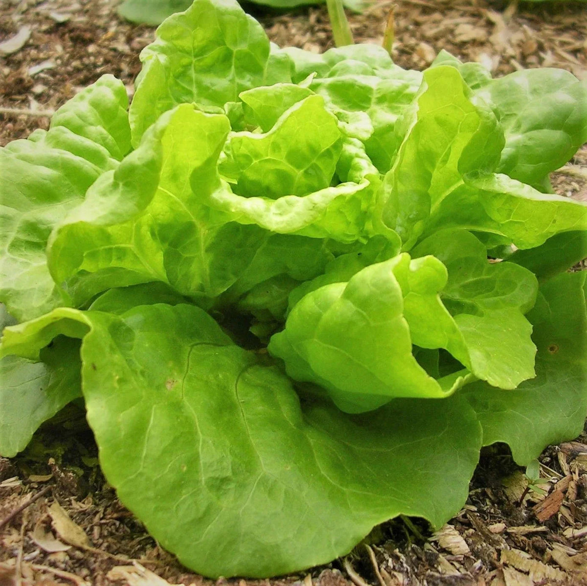 Tom Thumb Butterhead Lettuce Seeds - Organic, Heirloom Variety, Lactuca Sativa for 2025 Planting