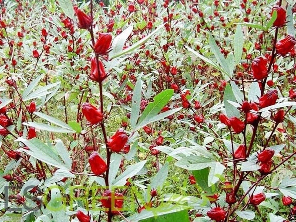 Jamaican Sorrel Seeds, 10 Seeds, Florida Cranberry, Indian Roselle, Hibiscus sabdariffa