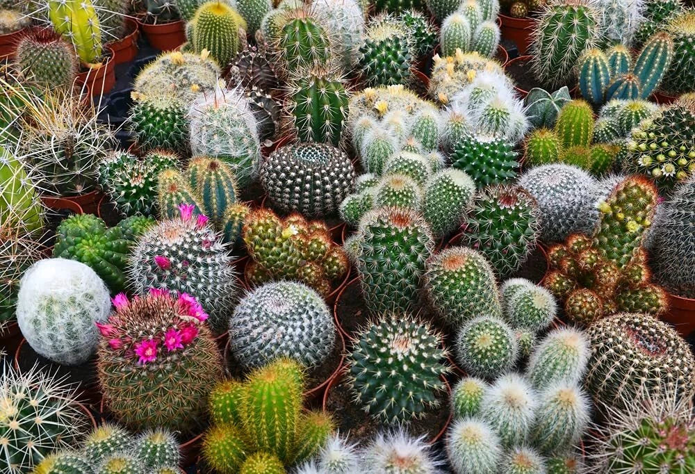 Cactus Seeds Mix - 100 Seeds - Exotic Varieties - Succulent Seeds for Planting - Ships from Iowa, USA