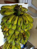 Plantain Banana Fruit Tree - Shade Quick Variety - Saba (Musa acuminata) - Ideal for Tropical Gardens