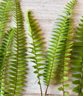 Bare Root Ferns - 25 Count - Hardy Fern Varieties - Ideal for Gardens and Landscapes - Plantago spp.