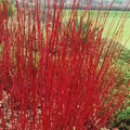 Red Twig Dogwood Shrub Live Plant 12-18in Bare Root Cornus sericea Ornamental Deciduous Shrub with Vibrant Red Stems