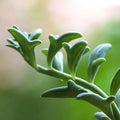 Rare Senecio peregrinus Unrooted Cuttings - 4" Long String of Dolphins - Houseplant Succulent