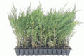 20 Murray Cypress Trees Live Plants - Upright Evergreen Privacy Screen - Cupressus macrocarpa - Fast-Growing Perennial