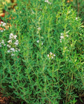 Common Thyme Seeds - 1000+ True Winter Thyme Perennial Herb for Kitchen Garden - Thymus vulgaris