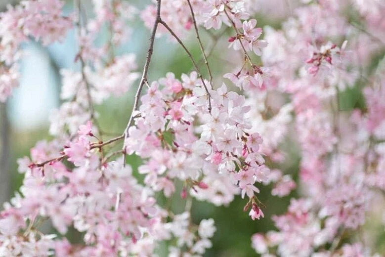 Japanese Flowering Cherry Tree Cuttings - 12 Unrooted Cultivar Cuttings for Rooting - Prunus serrulata