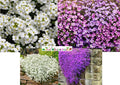 Rock Cress Mixed Colors Ground Cover Seeds - Aubrieta Perennial - Non-GMO - 1000 Seeds