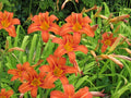 Live Large Orange Daylily Bulbs - Clumps with Strong Roots - Hemerocallis 'Orange' - 2+ Plants for Garden Landscaping