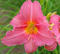 Daylily Plant - Rosa Bellini - Pink Reblooming - Hemerocallis
