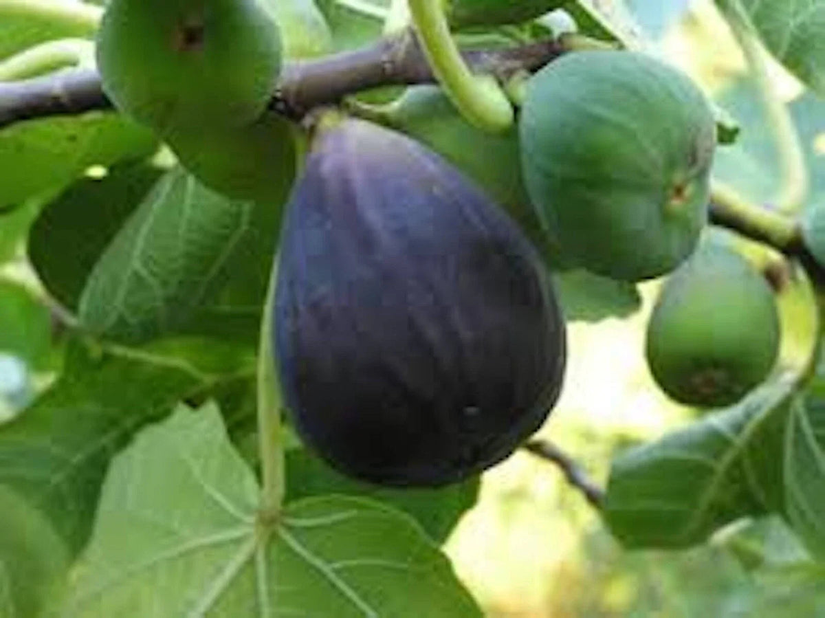 Black Mission Fig Tree Starter Plant - Ficus Carica - Edible Fruit - Everbearing Variety - Large Lobed Leaves