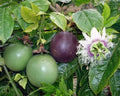 Purple Passion Fruit Seeds - 15+ Organic Passiflora Edulis Vine for Gardening and Planting