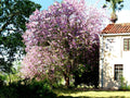 Hawaiian Orchid Tree Seeds - 10 Pack, Purple Flowers, Bauhinia purpurea, Free Shipping