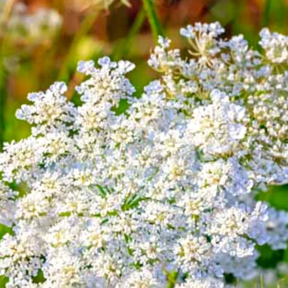 Caraway Seeds | Heirloom NON-GMO | Fresh Garden Seeds | Carum carvi