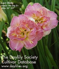 Live Daylily Plant - Lacy Doily - Pink Double Rebloomer - Hemerocallis