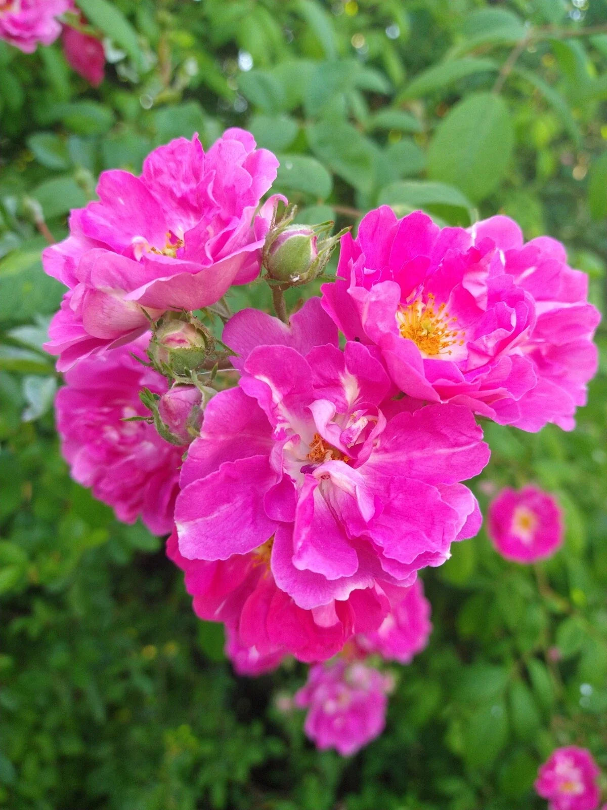 Seven Sisters Rose Bush Live Plant - Own-root Pink Cluster Flowers - Rosa multiflora
