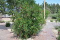 Pomegranate Tree Starter Plant - Wonderful Variety - Edible Fruit - Punica granatum - 1 Bare Root Plant, 12'-15' Tall