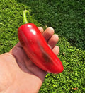 Mammoth Jalapeno Hot Pepper Seeds - 50+ Heirloom Seeds - Capsicum annuum - Fresh with Free Shipping