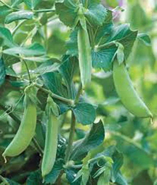 Early Alaska Pea Seeds, Heirloom Non-GMO, 100+ Seeds, Great for Home Gardening, Pisum sativum