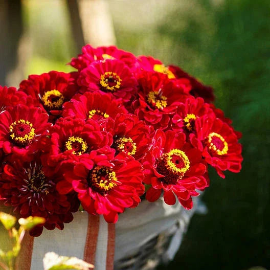 Zinnia Seeds 200 Count METEOR Burgundy Red Flowers Non-GMO Pollinator Friendly Butterflies (Zinnia elegans)