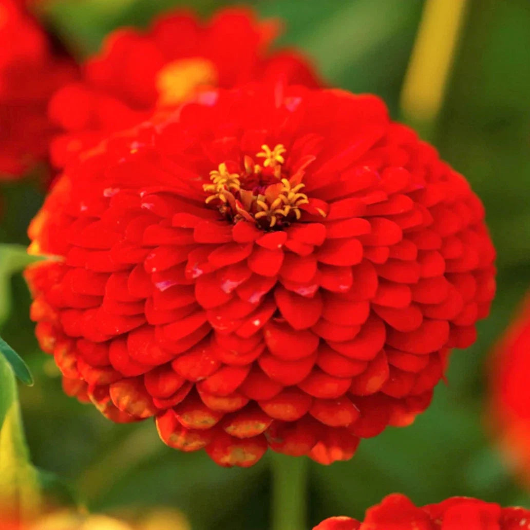 Zinnia Seeds - Cherry Queen Red - Pollinator Giant Scarlet Rose Flower Seed - Zinnia elegans 2025