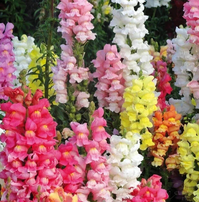 Snapdragon Seeds - 'Rocket Mix' - 25 Count - Antirrhinum majus