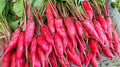Salad Rose Radish Seeds - 500+ Pack for Garden Planting - Raphanus sativus - USA Grown, Non-GMO