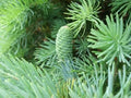Fortune's Keteleeria Tree Seeds - 30 Seeds - Keteleeria fortunei - Ideal for Planting, Evergreen Conifer