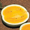 Orange Krush Watermelon Seeds - 25 Heirloom Non-GMO Fresh Rare Seeds - Citrullus lanatus