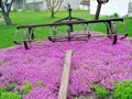 Purple Rockcress Flower Seeds - 501+ Drought Tolerant Groundcover for Containers - Arabis purpurea