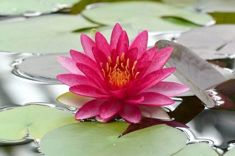 Water Lily Plant - Full Grown Nymphaea 'Attraction' - Easy Live Aquatic Plant for Ponds and Water Gardens