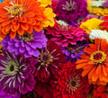 California Giant Zinnia Seeds | 50 Count | Vibrant Garden Flower Seeds | Zinnia elegans