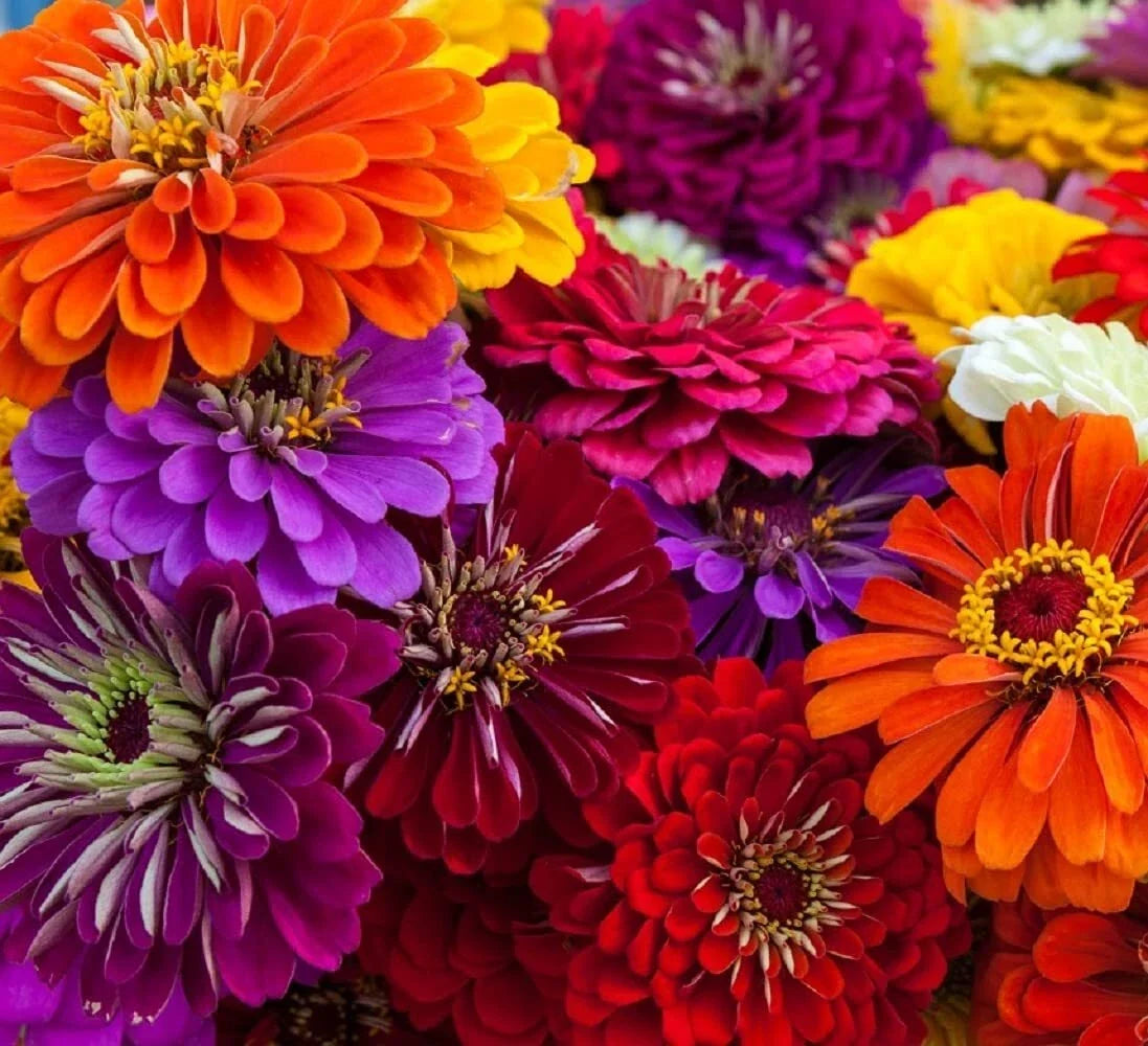 California Giant Zinnia Seeds | 50 Count | Vibrant Garden Flower Seeds | Zinnia elegans