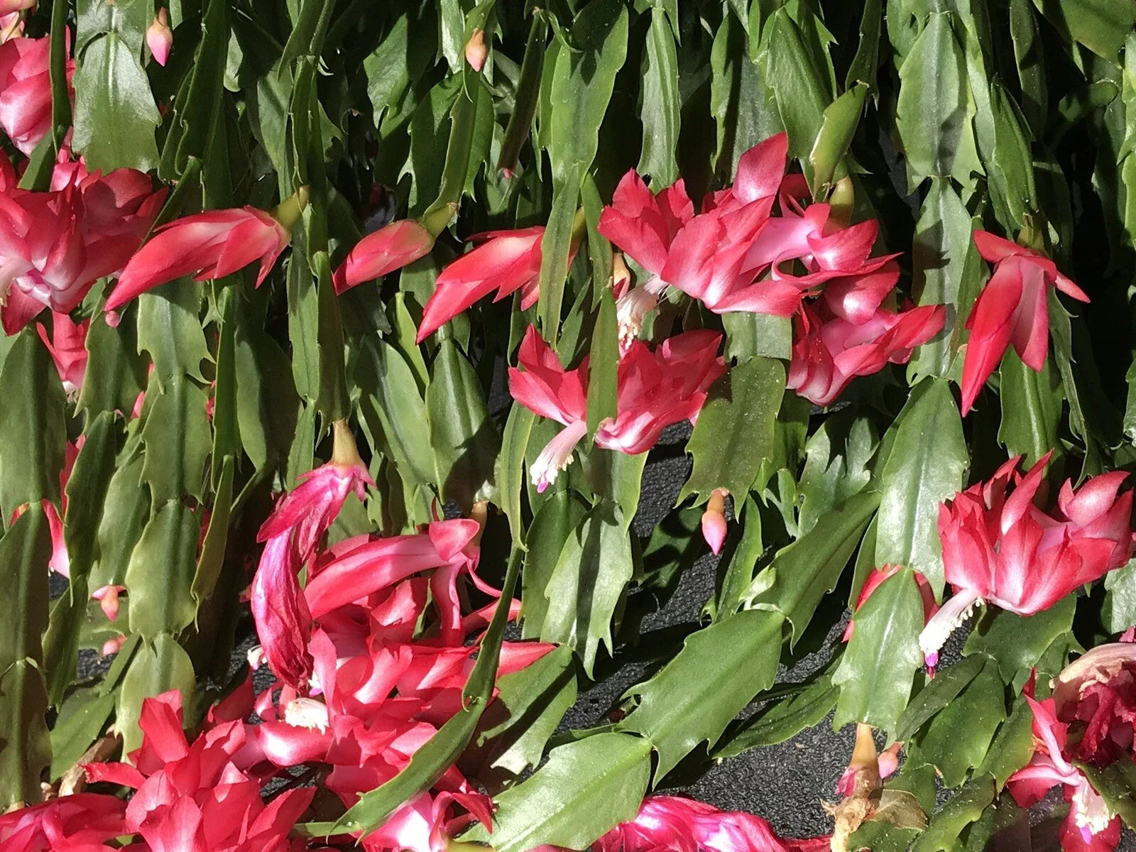 Christmas Cactus Cuttings 6-Pack 4-Segment Schlumbergera Buckleyi Old Fashion