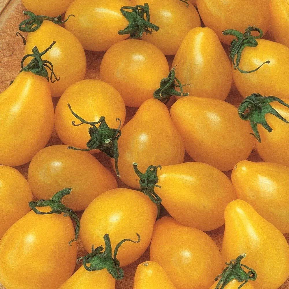 Yellow Pear Tomato Seeds 100 Ct Heirloom Non-GMO Vegetable Garden Seeds (Solanum lycopersicum)