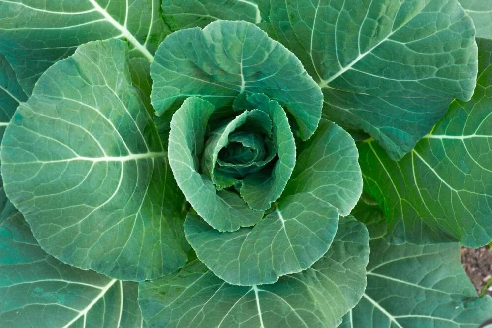 Collard Green Seeds - 100 Georgia Seeds - High Yield, Great Flavor - Brassica oleracea var. acephala