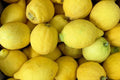Verna Lemon Seeds - 5+ Pack for Garden Planting - Citrus limon - Fast Shipping USA