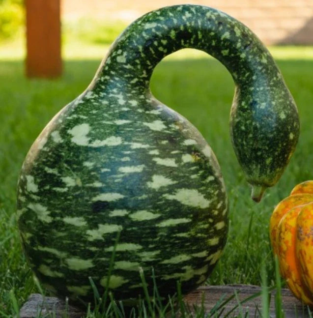 Speckled Swan Gourd Seeds - Large Birdhouse Decorative Craft - Non-GMO - 15 Seeds (Lagenaria siceraria)
