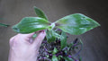 Tradescantia Cuttings - "Red Hill" Wandering Jew - Indoor Plant Cuttings - Live Plant Propagation