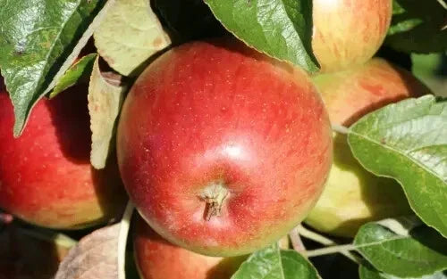 Haralson Apple Seeds - 25+ Pack for Garden Planting - Malus domestica - USA Grown